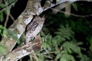 Vermiculated Screech-Owl