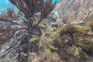 Intakte Korallen und bunte Fischlein