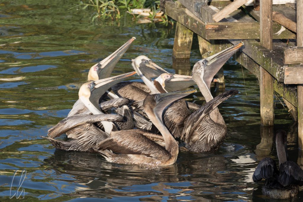 Erwartungsvolle Pelikane beim Fischstand