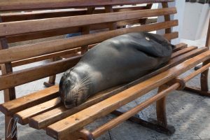 Die Tiere fürchten den Menschen nicht, scheinbar ganz im Gegenteil