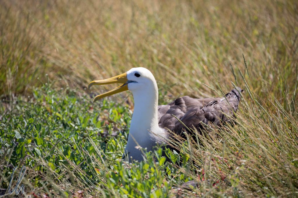 Ein Waived Albatross Männchen wartet geduldig auf seine Partnerin