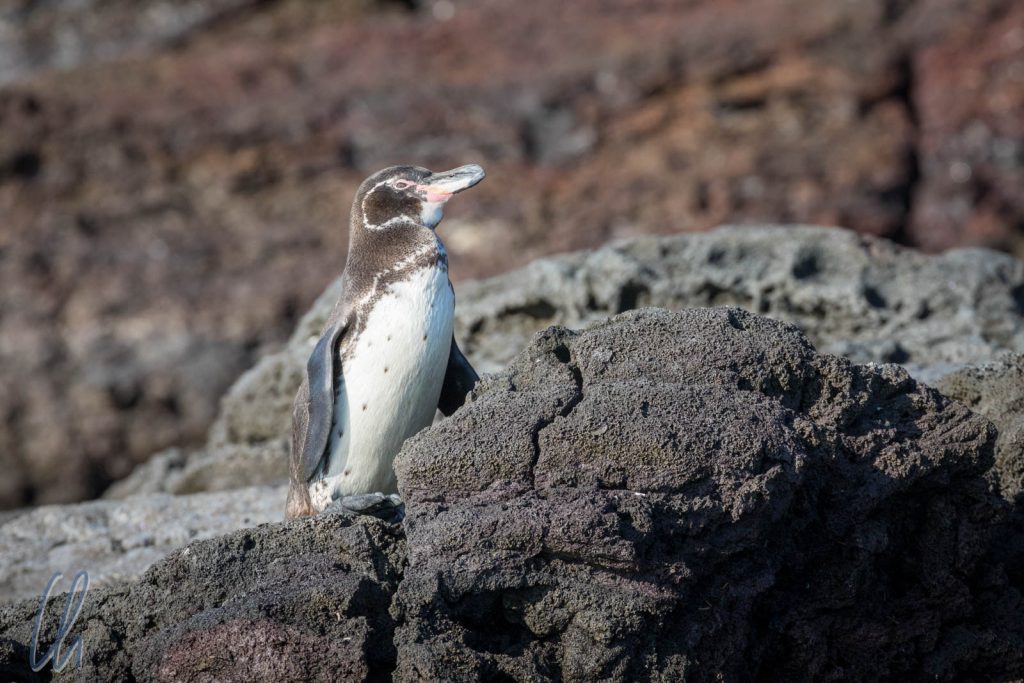 Galapagos Penguin (Sphensicus mendiculus)