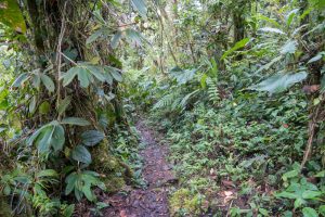 Wanderweg im Nebelwald