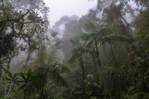 Der Nebelwald macht seinem Namen alle Ehre