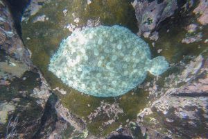 Leopard Flounder, graue Phase