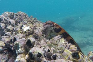 Panamic Fanged Blenny (Borracho Mono)