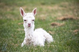 Ein Baby.Alpaka