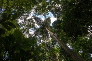Jede Lücke im Blätterdach wird ausgenutzt: Chonta Palm Tree