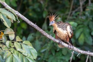 Ein lustiger Vogel, ein Hoatzin