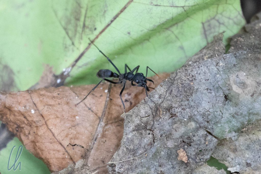 Namespate für den Madidi Nationalpark, eine Ameise, dies ist eine Bullet Ant