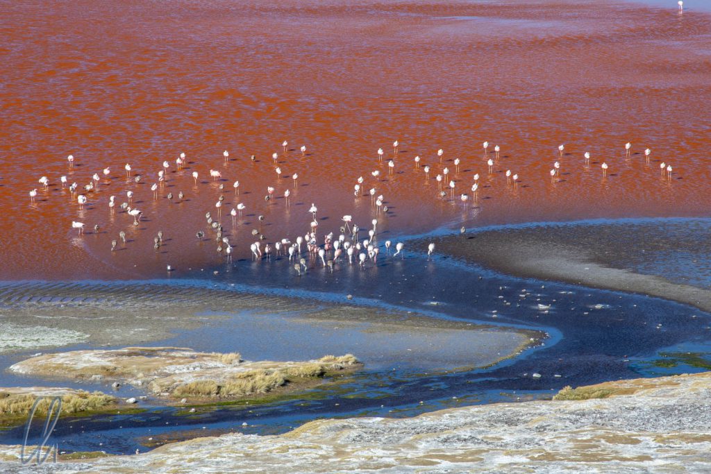 Blick auf die Laguna Colorada mit James Flamingos