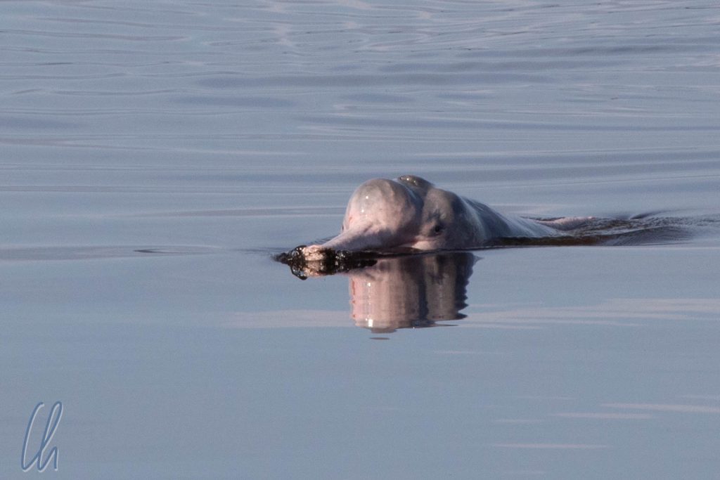 Ein Flussdelfin leistet uns Gesellschaft.