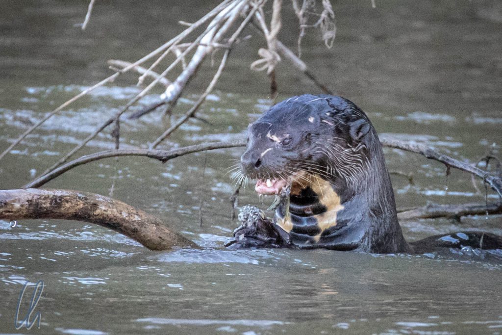 Ein Riesenotter (Giant River Otter) lässt es sich schmecken.