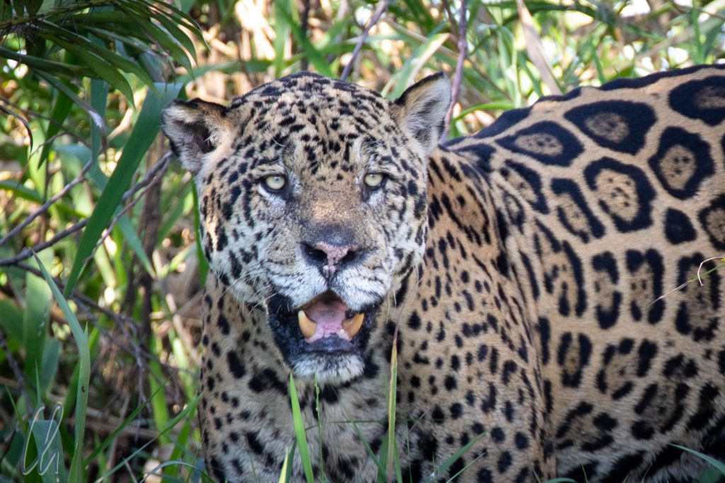 Aug in Aug mit dem Jaguar: Scarface ist auf der Jagd.
