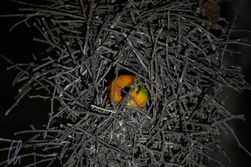 Ein Orange-backed Troupial schlummert in seinem Nest.