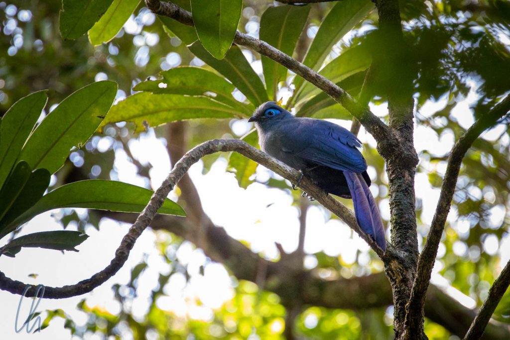 Ein blauer Coua, eines der ersten Tiere, denen wir im Regenwald begegnen.