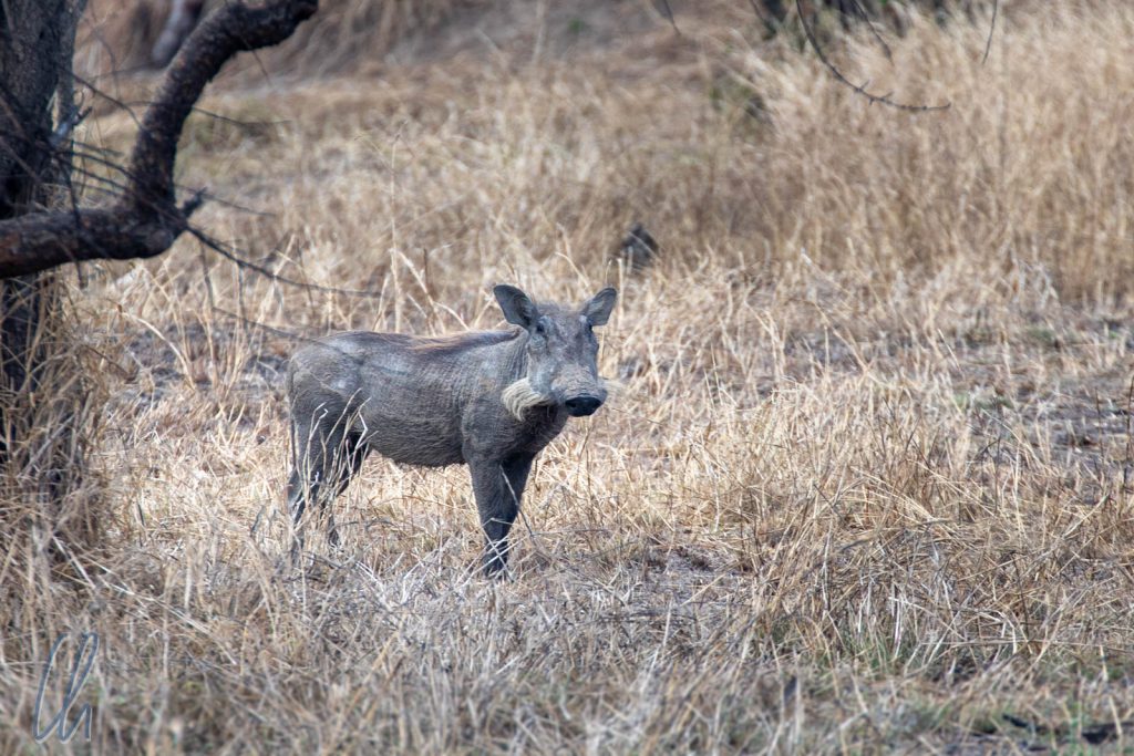 Das kann doch nicht Warzenschwein! ;) - Safaris bieten interessante Erlebnisse, in Tansania muss man allerdings oft mit exorbitanten Preisen rechnen.