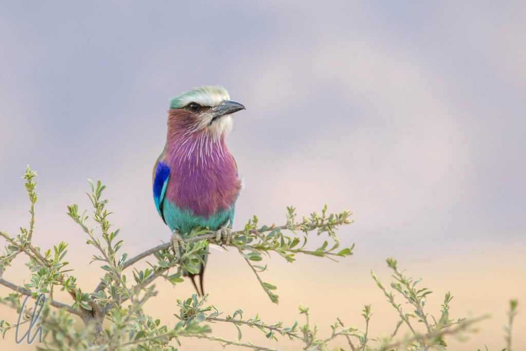 Lilac Breasted Roller / Lilac Blested Lola
