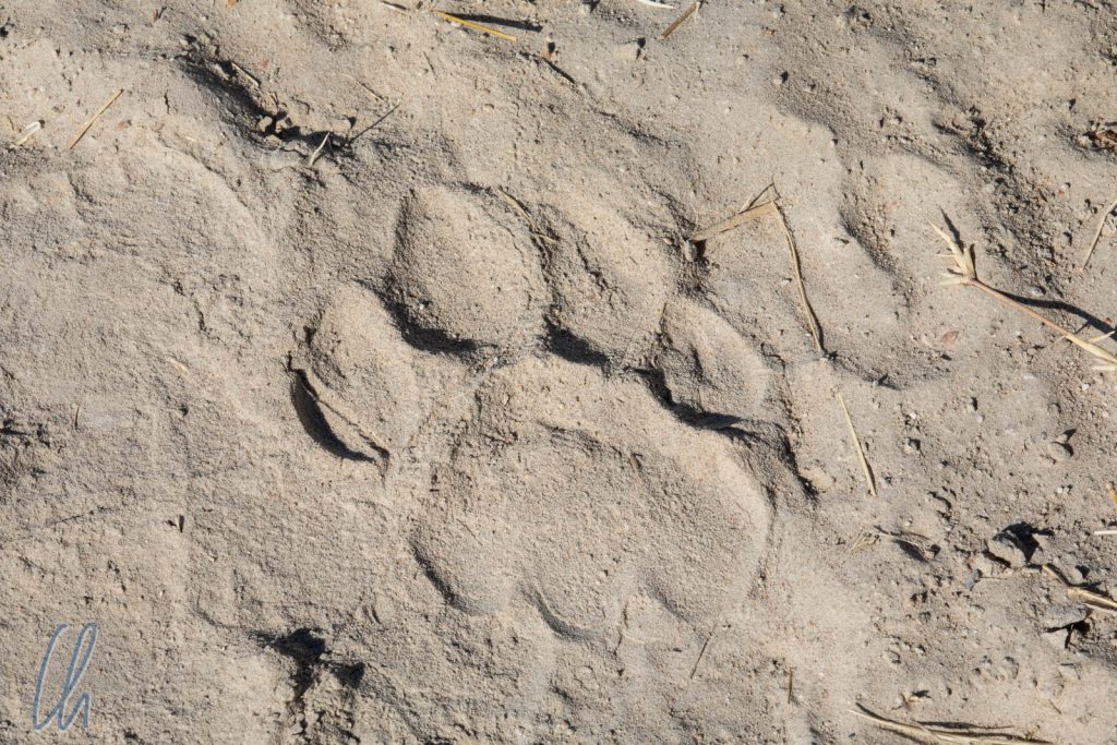 Der Abdruck einer Löwentatze im Sand