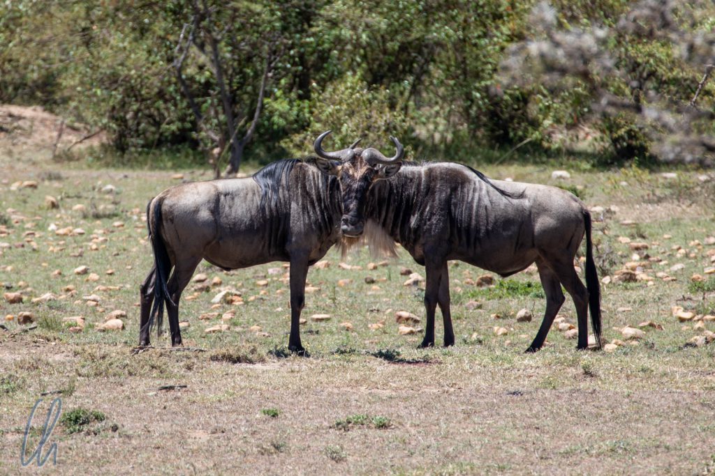 Gnus waren bestimmt nicht die hübschesten, aber mit die zahlreichsten Tiere in der Masai Mara, hier ein seltenes Doppelgnu.