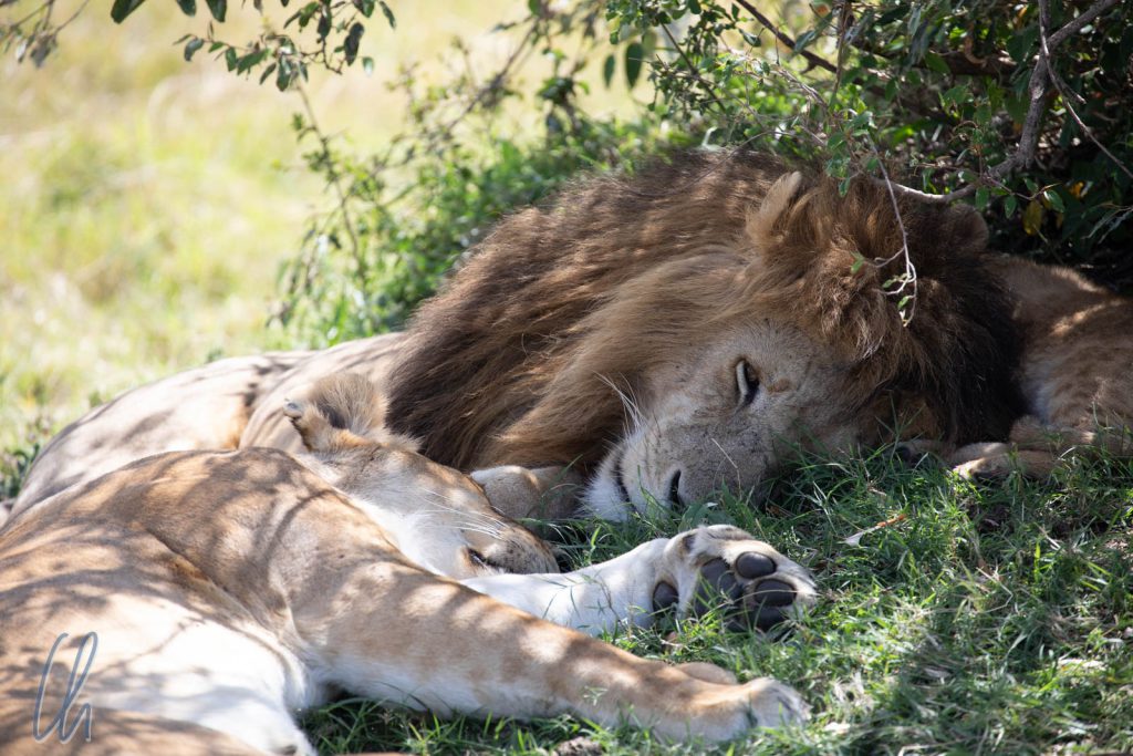 Ein Rudel schläfriger Löwen