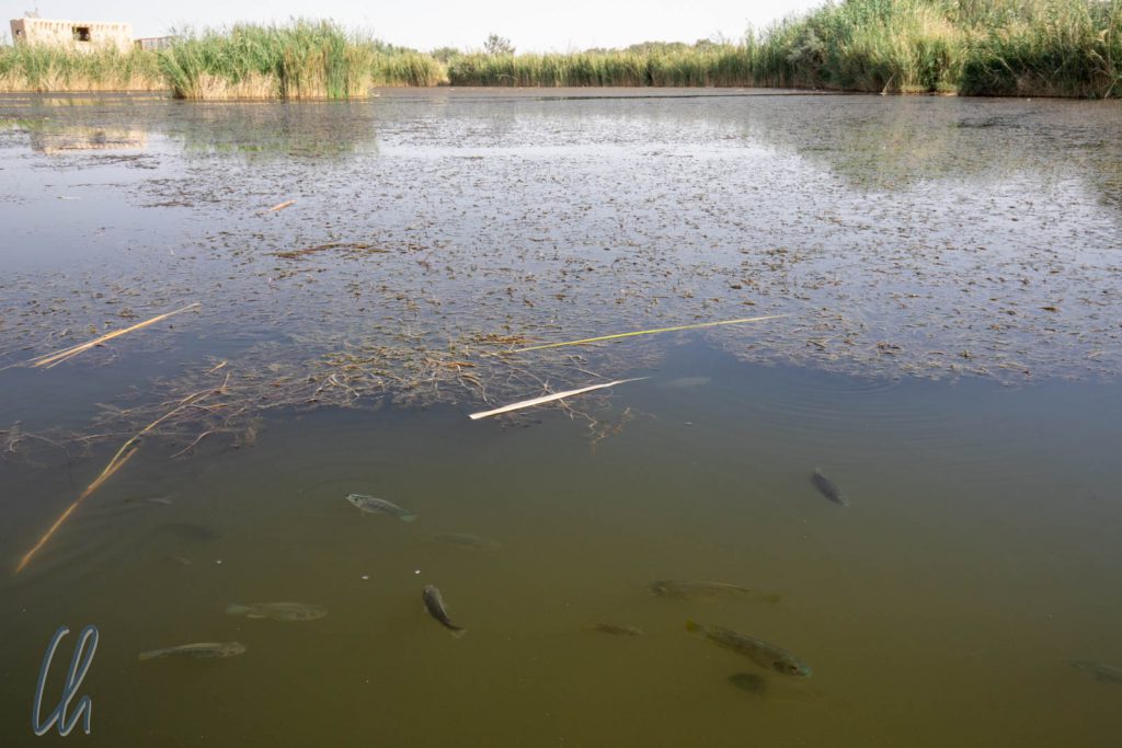 Das letzte Wasserbecken in den Azraq Wetlands