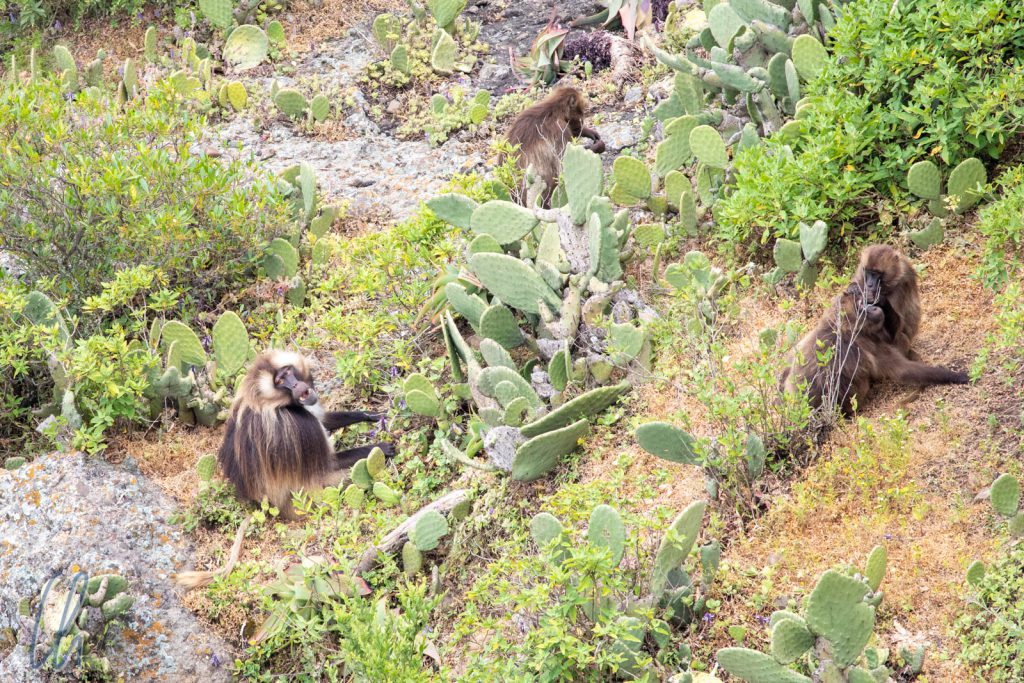 Die ersten Dschelada-Affen, im Simien-Gebirge sollten wir viele weitere sehen.