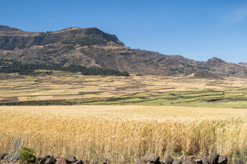 Äthiopien ist ein fruchtbares Land. Wir waren zur Erntezeit dort und die Felder standen voll reifen Getreides.