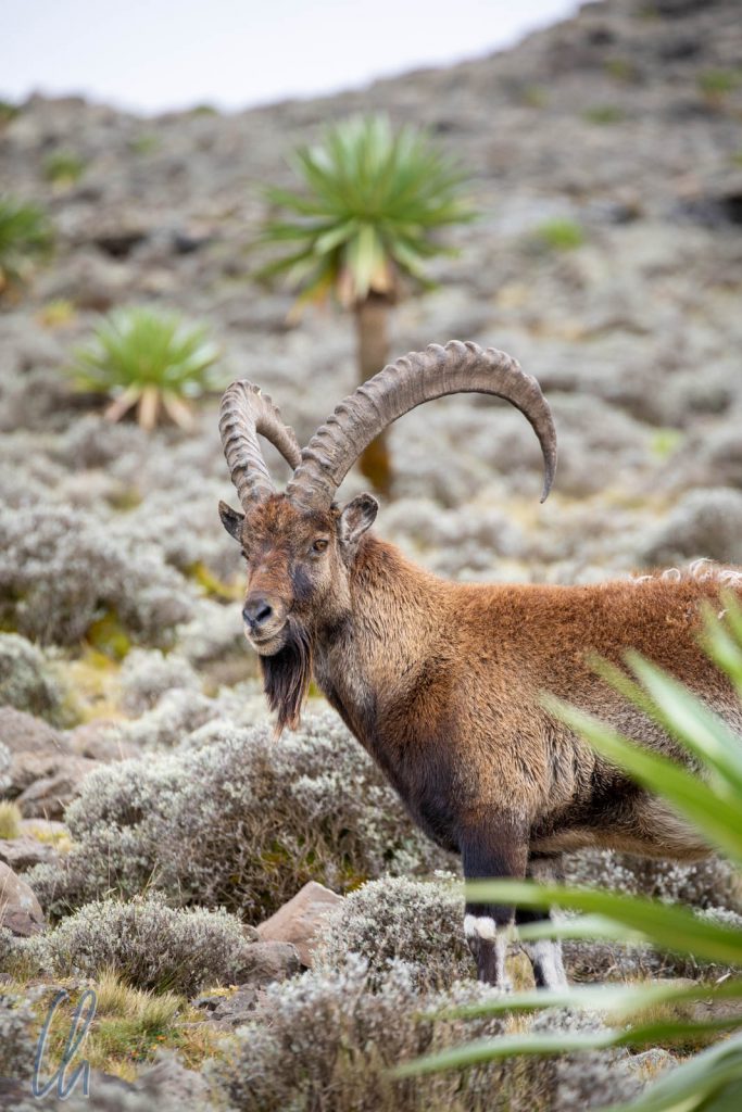 Ein Prachtkerl von einem Walia-Ibex