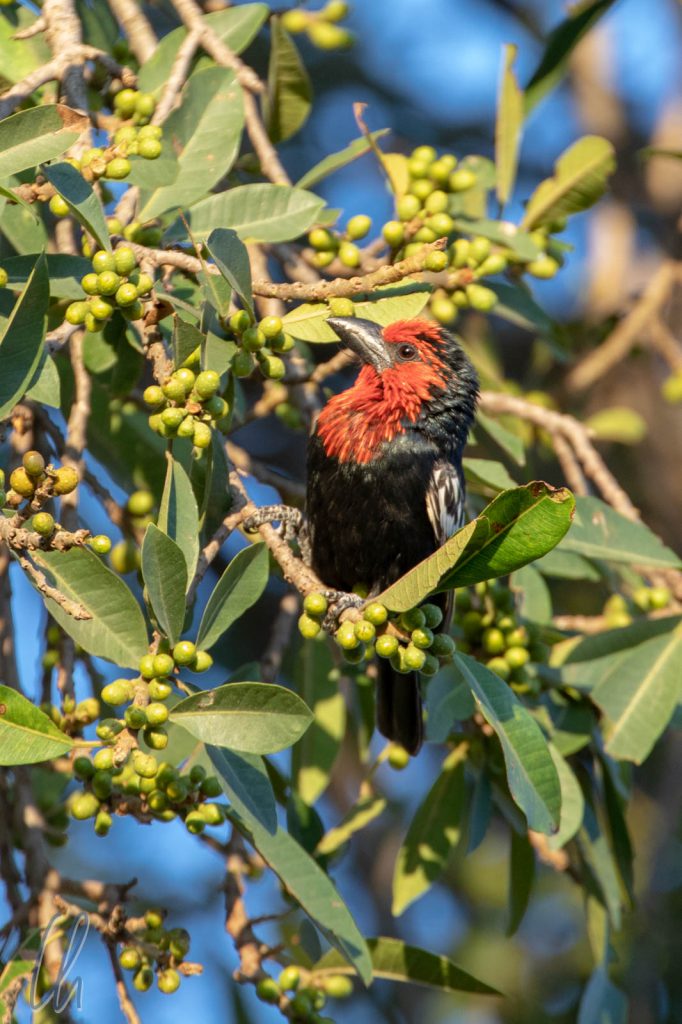 Ein Purpurmasken-Bartvogel (Black-billed Barbet) in seinem Frühstücksbaum