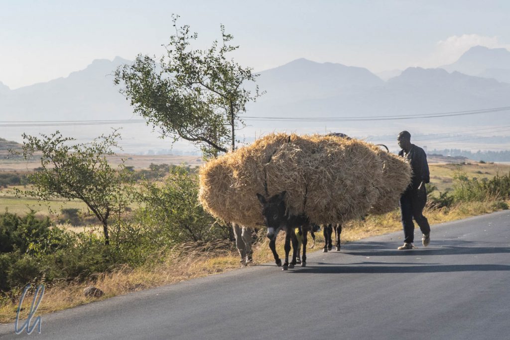 Der arme Esel trägt scheinbar die gesamte Ernte eines Bauern auf seinem Rücken.