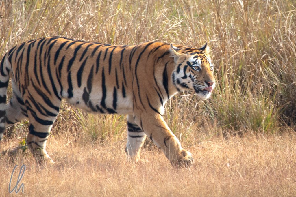 Ein eleganter Bengal-Tiger im Kanha Nationalpark