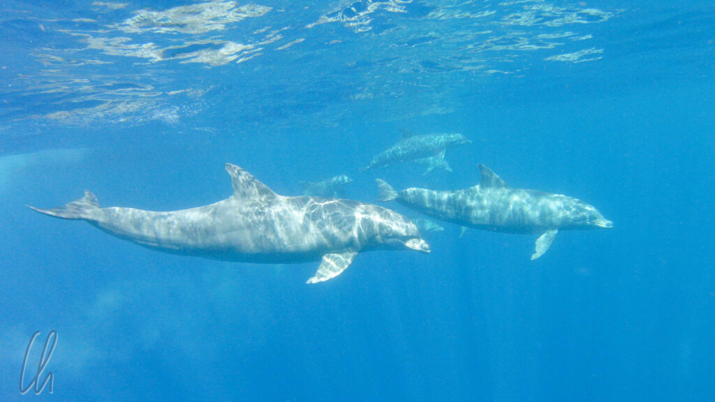 Schwimmen mit Delfinen, Karibisches Meer bei Gladden Spit, Belize